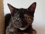 À adopter : chatonne de 6 mois