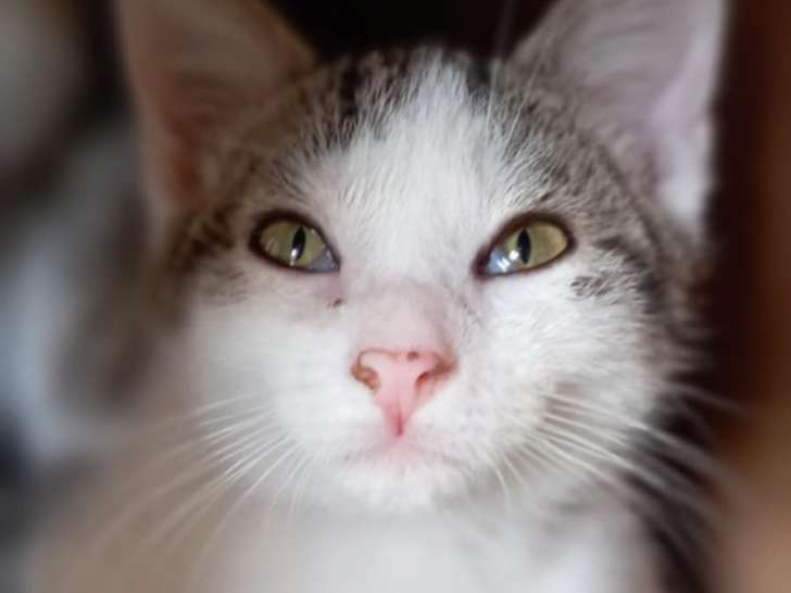 Disponible à l'adoption : chaton mâle âgé de 6 mois
