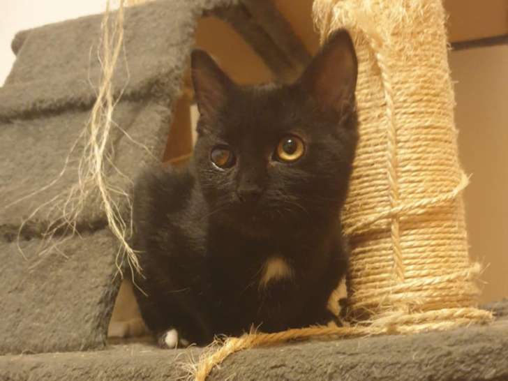 À accueillir : chaton mâle noir