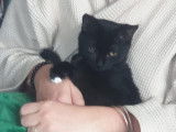 À accueillir : chaton mâle noir