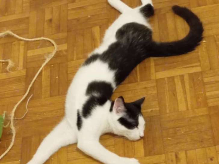 En quête d'une famille : chaton mâle de 7 mois