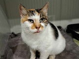 Chatte adulte à adopter