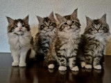Chatons Maine Coon Loof