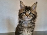 Chatons Maine Coon Loof