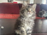 Chatons Maine Coon Loof