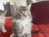 Chatons Maine Coon Loof