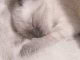 Chatte croisée Siamois disponible pour saillie