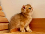 Chatons British Shorthair black golden shaded à vendre
