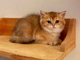 Chatons British Shorthair black golden shaded à vendre