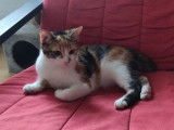 À adopter : chatonne tricolore