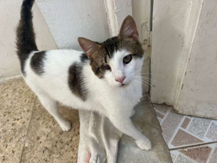 À accueillir : chat d’un an