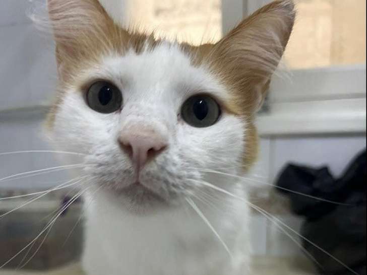 En attente d’une famille : chat de 2 ans