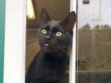 Adoption disponible : chat de couleur noire