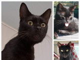 Adoption disponible : chat de couleur noire