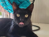 Adoption disponible : chat de couleur noire