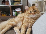 Muezza, chat roux tigré disponible pour saillie