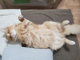 Muezza, chat roux tigré disponible pour saillie