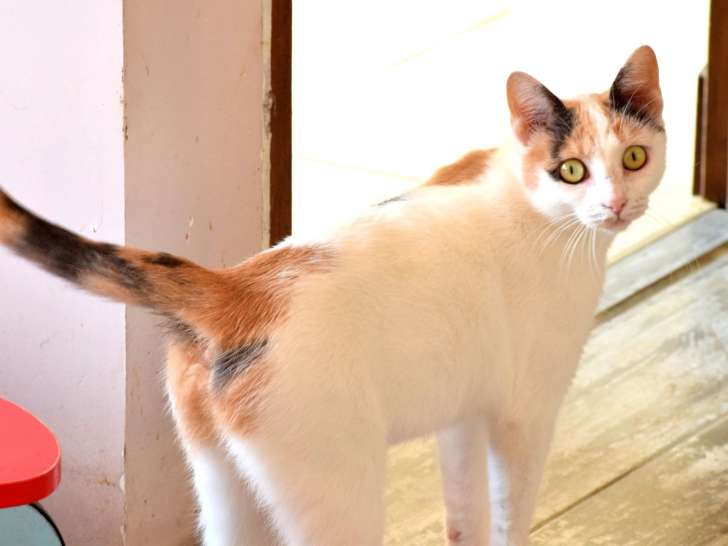 En attente d'adoption : chatte de 3 ans