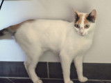 En attente d'adoption : chatte de 3 ans