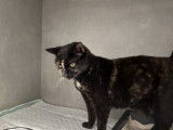 Chatte de 5 ans à adopter