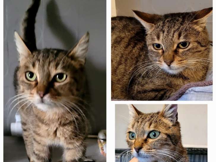 Chatte d'un an disponible à l'adoption