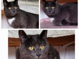 Chatte gris et blanc en attente d'adoption