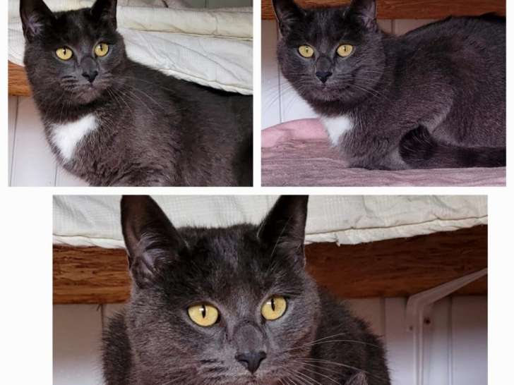 Chatte gris et blanc en attente d'adoption