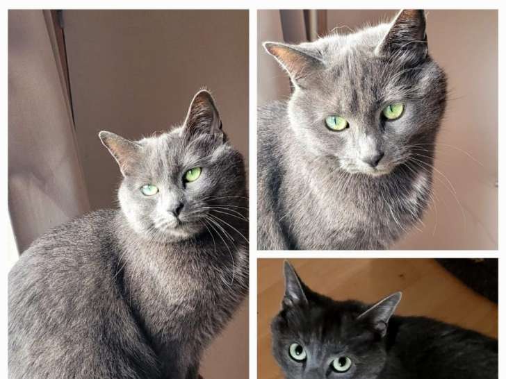 Chatte grise à la recherche d'une famille