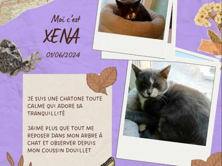 À adopter : chaton femelle gris et blanc