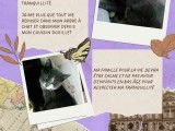 À adopter : chaton femelle gris et blanc
