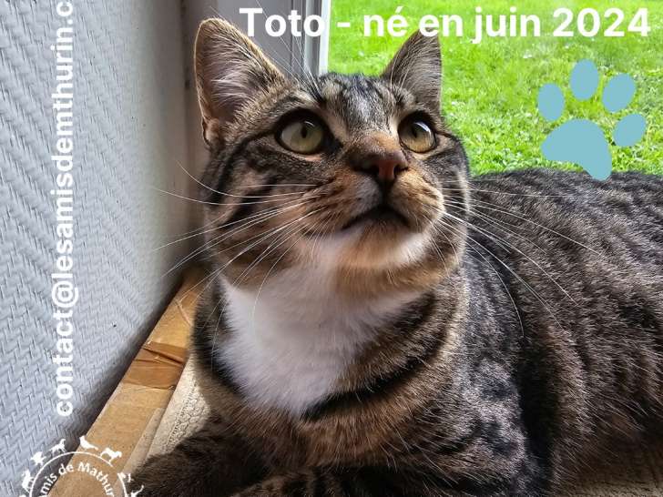 En attente d'adoption : chatons mâles de 6 mois