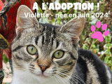 Chaton femelle tigré à adopter