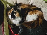 Chatte tricolore disponible à l'adoption