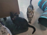 Chaton mâle noir en attente d'adoption