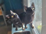 Chaton mâle noir en attente d'adoption