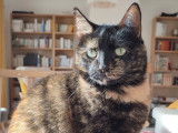 Chatte de 8 ans en quête d’un foyer