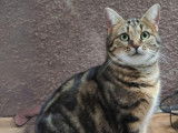 Disponible à l'adoption, chatte tigrée