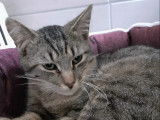 En attente d'adoption, chat au pelage marron