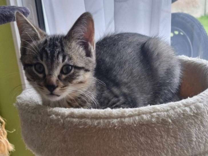 À la recherche d'un foyer, chaton mâle tigré roux