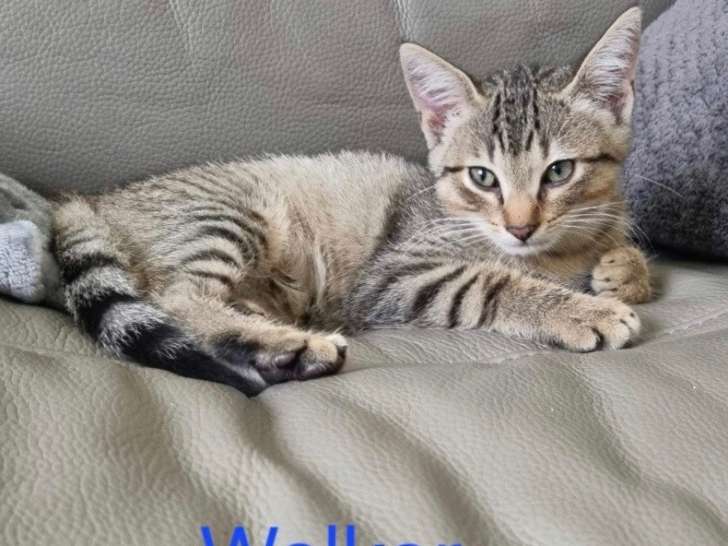 À adopter : chaton mâle de 6 mois