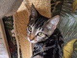 Adoption disponible : chatonnes de 4 mois