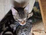 Adoption disponible : chatonnes de 4 mois