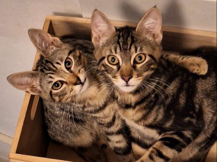 À adopter, chatons mâles tigrés