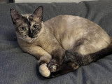Prête pour l’adoption, chatte de 2 ans