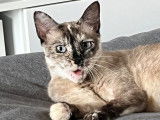 Prête pour l’adoption, chatte de 2 ans