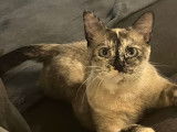 Prête pour l’adoption, chatte de 2 ans