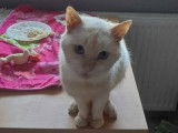 Rouxy, beau matou à adopter