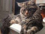 Mâle Maine Coon disponible pour saillie