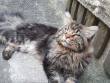 Mâle Maine Coon disponible pour saillie