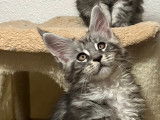 Chatons mâles black silver blotched